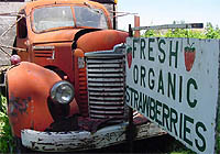Fresh organic strawberries
